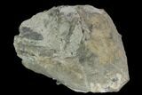Fossil Crinoid (Eucalyptocrinus) Calyx - Indiana #127324-1